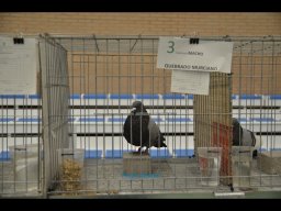 Concurso de Palomas 2012